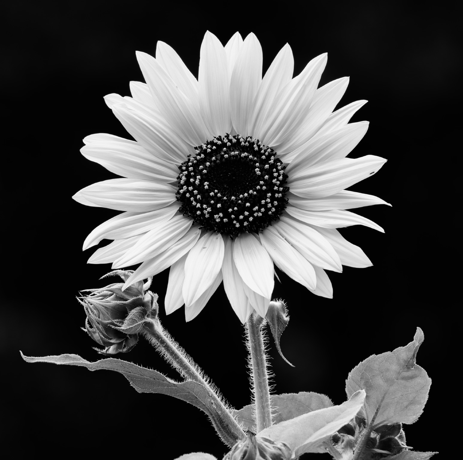 Sunflower by Renn Lawrence